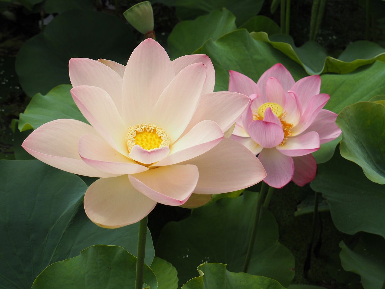 一蓮托生一蓮托生 - 山紫水明の日本